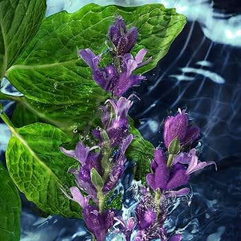 新品★ ダビドフ クールウォーター EDT 125ml ×3本セット★送料０！ Amazon.co.jp: Davidoff Davidoff Cool Water Men's EDT 125ml